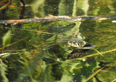 <i class='fa fa-user'></i>&nbsp;Jovanzo&nbsp;|  Ringslang&nbsp; <i class='fa fa-eye'>&nbsp;117</i> &nbsp;<i class='fa fa-thumbs-up'>&nbsp;1</i> &nbsp; <i class='fa fa-comment-o'>&nbsp;3</i>