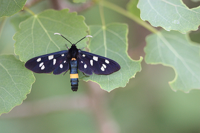 <i class='fa fa-user'></i>&nbsp;Paul Vandebroek&nbsp;|  Phegeavlinder&nbsp; <i class='fa fa-eye'>&nbsp;85</i> &nbsp;<i class='fa fa-thumbs-up'>&nbsp;7</i> &nbsp; <i class='fa fa-comment-o'>&nbsp;6</i>