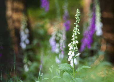 <i class='fa fa-user'></i>&nbsp;ErnovanDoorn&nbsp;|  Vingerhoedskruid&nbsp; <i class='fa fa-eye'>&nbsp;57</i> &nbsp; <i class='fa fa-comment-o'>&nbsp;1</i>