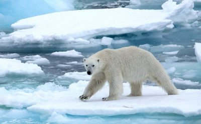 <i class='fa fa-user'></i>&nbsp;ko katsman&nbsp;|  IJsbeer&nbsp; <i class='fa fa-eye'>&nbsp;119</i> &nbsp;<i class='fa fa-thumbs-up'>&nbsp;5</i> &nbsp; <i class='fa fa-comment-o'>&nbsp;3</i>