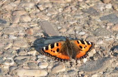 <i class='fa fa-user'></i>&nbsp;nelappelmelk&nbsp;|  Kleine Vos&nbsp; <i class='fa fa-eye'>&nbsp;76</i> &nbsp;<i class='fa fa-thumbs-up'>&nbsp;1</i> &nbsp; <i class='fa fa-comment-o'>&nbsp;4</i>