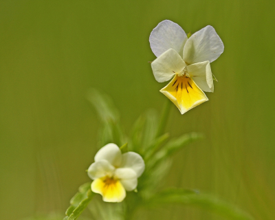 <i class='fa fa-user'></i>&nbsp;Cor&nbsp;|  Akkerviooltje&nbsp; <i class='fa fa-eye'>&nbsp;74</i> &nbsp;<i class='fa fa-thumbs-up'>&nbsp;10</i> &nbsp; <i class='fa fa-comment-o'>&nbsp;7</i>