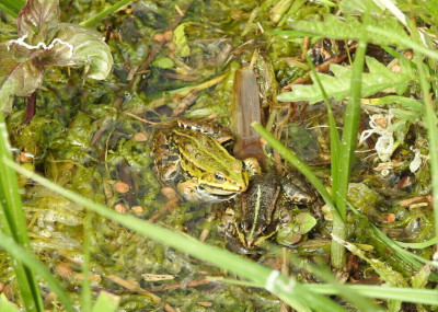 <i class='fa fa-user'></i>&nbsp;Jovanzo&nbsp;|  Groene Kikker sp.&nbsp; <i class='fa fa-eye'>&nbsp;82</i> &nbsp;<i class='fa fa-thumbs-up'>&nbsp;1</i> &nbsp; <i class='fa fa-comment-o'>&nbsp;1</i>