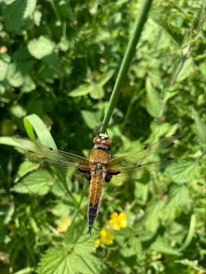Tijdens een wandeling in het Harderbos n van de vele viervlekken die daar voorkwamen kunnen fotograferen. Deze libel (in tegenstelling tot de andere libellen) bleef rustig zitten en liet zich gemakkelijk fotograferen.
Gemaakt met iPhone SE 2020.