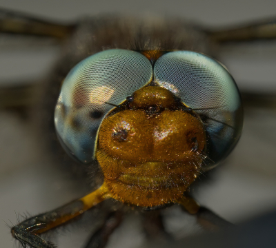 <i class='fa fa-user'></i>&nbsp;janvangastel&nbsp;|  Bruine Korenbout&nbsp; <i class='fa fa-eye'>&nbsp;86</i> &nbsp;<i class='fa fa-thumbs-up'>&nbsp;6</i> &nbsp; <i class='fa fa-comment-o'>&nbsp;6</i>