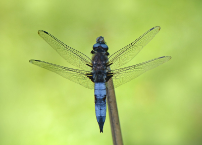 <i class='fa fa-user'></i>&nbsp;koekieman&nbsp;|  Bruine Korenbout&nbsp; <i class='fa fa-eye'>&nbsp;85</i> &nbsp;<i class='fa fa-thumbs-up'>&nbsp;4</i> &nbsp; <i class='fa fa-comment-o'>&nbsp;7</i>