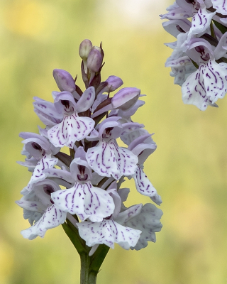 <i class='fa fa-user'></i>&nbsp;Johan van Gurp&nbsp;|  Gevlekte Orchis&nbsp; <i class='fa fa-eye'>&nbsp;56</i> &nbsp;<i class='fa fa-thumbs-up'>&nbsp;1</i> &nbsp; <i class='fa fa-comment-o'>&nbsp;5</i>