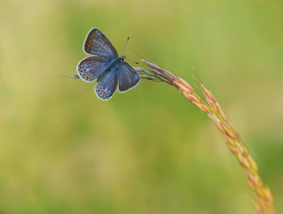 <i class='fa fa-user'></i>&nbsp;Jurgen Maassen&nbsp;|  Icarusblauwtje&nbsp; <i class='fa fa-eye'>&nbsp;76</i> &nbsp;<i class='fa fa-thumbs-up'>&nbsp;4</i> &nbsp; <i class='fa fa-comment-o'>&nbsp;6</i>