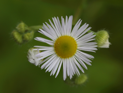 <i class='fa fa-user'></i>&nbsp;Ad Sprang&nbsp;|  Zomerfijnstraal&nbsp; <i class='fa fa-eye'>&nbsp;57</i> &nbsp;<i class='fa fa-thumbs-up'>&nbsp;2</i> &nbsp; <i class='fa fa-comment-o'>&nbsp;1</i>