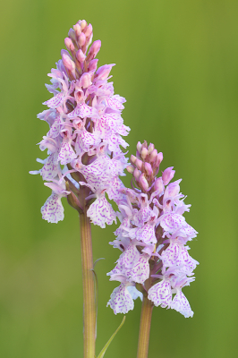 <i class='fa fa-user'></i>&nbsp;Hendrik van Kampen&nbsp;|  Gevlekte Orchis&nbsp; <i class='fa fa-eye'>&nbsp;51</i> &nbsp;<i class='fa fa-thumbs-up'>&nbsp;1</i> &nbsp; <i class='fa fa-comment-o'>&nbsp;5</i>