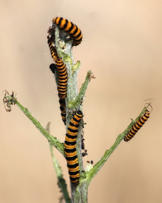 <i class='fa fa-user'></i>&nbsp;KrisvdWijk&nbsp;|  Sint-jacobsvlinder&nbsp; <i class='fa fa-eye'>&nbsp;49</i> &nbsp; <i class='fa fa-comment-o'>&nbsp;1</i>