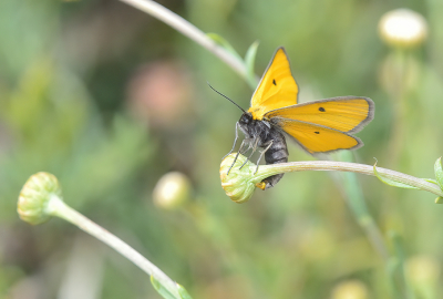 Altijd als we in Extremadura zijn gaan we wel minstens n keer naar de Gredos, waar je ortolanen kunt fotograferen. Heerlijk om die beesten te horen! Toen we het welletjes vonden en terug reden gingen we nog even een veldje verkennen, je weet nooit wat je er aantreft. Het felgele vlindertje viel meteen op, en bleef lang genoeg ter plekke om nog even de andere camera uit de auto te halen. Een tweede exemplaar was wat bleker maar had geveerde antennes, het lijkt dus dat bij deze soort de mannetjes want minder schreeuwerig zijn dan de vrouwtjes.