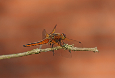 <i class='fa fa-user'></i>&nbsp;Cor&nbsp;|  Bruine Korenbout&nbsp; <i class='fa fa-eye'>&nbsp;75</i> &nbsp;<i class='fa fa-thumbs-up'>&nbsp;4</i> &nbsp; <i class='fa fa-comment-o'>&nbsp;4</i>