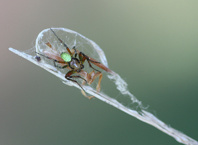 <i class='fa fa-user'></i>&nbsp;Paul Vandebroek&nbsp;|  Komkommerspin&nbsp; <i class='fa fa-eye'>&nbsp;83</i> &nbsp;<i class='fa fa-thumbs-up'>&nbsp;2</i> &nbsp; <i class='fa fa-comment-o'>&nbsp;3</i>