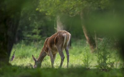 <i class='fa fa-user'></i>&nbsp;ErnovanDoorn&nbsp;|  Edelhert&nbsp; <i class='fa fa-eye'>&nbsp;75</i> &nbsp;<i class='fa fa-thumbs-up'>&nbsp;1</i> &nbsp; <i class='fa fa-comment-o'>&nbsp;0</i>