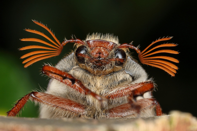 <i class='fa fa-user'></i>&nbsp;Sophie&nbsp;|  Gewone Meikever&nbsp; <i class='fa fa-eye'>&nbsp;132</i> &nbsp;<i class='fa fa-thumbs-up'>&nbsp;13</i> &nbsp; <i class='fa fa-comment-o'>&nbsp;6</i>