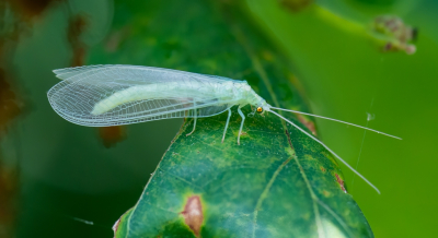 <i class='fa fa-user'></i>&nbsp;pietwil&nbsp;|  Gele Gaasvlieg&nbsp; <i class='fa fa-eye'>&nbsp;55</i> &nbsp;<i class='fa fa-thumbs-up'>&nbsp;1</i> &nbsp; <i class='fa fa-comment-o'>&nbsp;2</i>