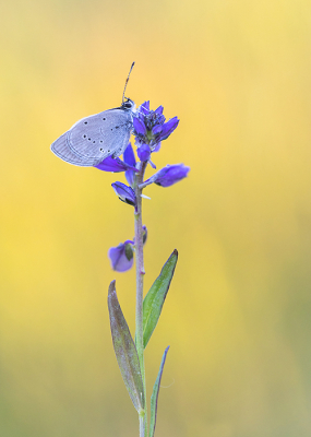 <i class='fa fa-user'></i>&nbsp;Tom&nbsp;|  Dwergblauwtje&nbsp; <i class='fa fa-eye'>&nbsp;87</i> &nbsp;<i class='fa fa-thumbs-up'>&nbsp;7</i> &nbsp; <i class='fa fa-comment-o'>&nbsp;4</i>