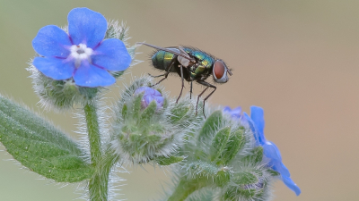 <i class='fa fa-user'></i>&nbsp;Johan van Gurp&nbsp;|  Groene Vleesvlieg sp.&nbsp; <i class='fa fa-eye'>&nbsp;61</i> &nbsp;<i class='fa fa-thumbs-up'>&nbsp;5</i> &nbsp; <i class='fa fa-comment-o'>&nbsp;2</i>
