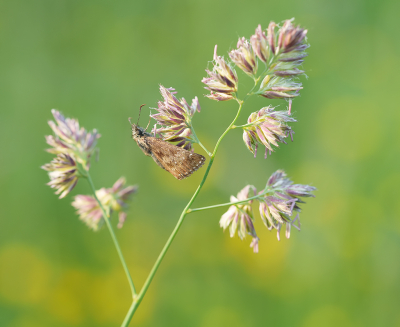 <i class='fa fa-user'></i>&nbsp;Jurgen Maassen&nbsp;|  Bruin Dikkopje&nbsp; <i class='fa fa-eye'>&nbsp;70</i> &nbsp; <i class='fa fa-comment-o'>&nbsp;2</i>