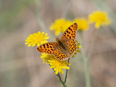 <i class='fa fa-user'></i>&nbsp;Eef Kieft&nbsp;|  Kleine Parelmoervlinder&nbsp; <i class='fa fa-eye'>&nbsp;87</i> &nbsp;<i class='fa fa-thumbs-up'>&nbsp;2</i> &nbsp; <i class='fa fa-comment-o'>&nbsp;5</i>