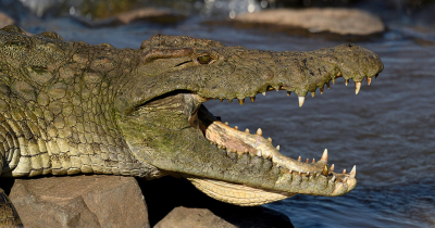 <i class='fa fa-user'></i>&nbsp;Eric Gibcus&nbsp;|  Nijlkrokodil&nbsp; <i class='fa fa-eye'>&nbsp;96</i> &nbsp;<i class='fa fa-thumbs-up'>&nbsp;1</i> &nbsp; <i class='fa fa-comment-o'>&nbsp;3</i>