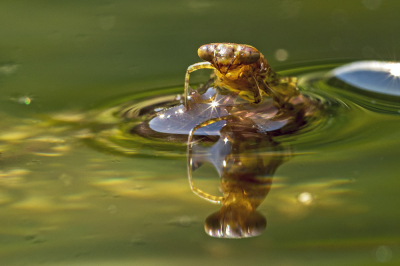 <i class='fa fa-user'></i>&nbsp;Bertus&nbsp;|  Lantaarntje&nbsp; <i class='fa fa-eye'>&nbsp;105</i> &nbsp;<i class='fa fa-thumbs-up'>&nbsp;3</i> &nbsp; <i class='fa fa-comment-o'>&nbsp;4</i>