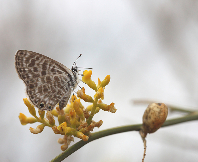 <i class='fa fa-user'></i>&nbsp;Paul Vandebroek&nbsp;|  Klein Tijgerblauwtje&nbsp; <i class='fa fa-eye'>&nbsp;77</i> &nbsp;<i class='fa fa-thumbs-up'>&nbsp;4</i> &nbsp; <i class='fa fa-comment-o'>&nbsp;4</i>