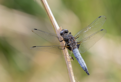 <i class='fa fa-user'></i>&nbsp;Marie-Jos� Boon&nbsp;|  Bruine Korenbout&nbsp; <i class='fa fa-eye'>&nbsp;56</i> &nbsp; <i class='fa fa-comment-o'>&nbsp;3</i>