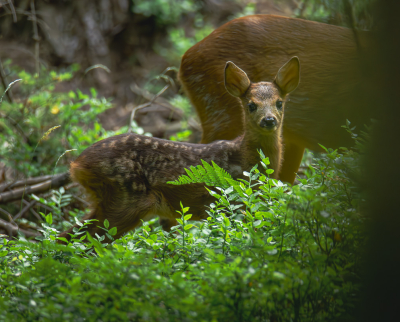 <i class='fa fa-user'></i>&nbsp;ErnovanDoorn&nbsp;|  Ree&nbsp; <i class='fa fa-eye'>&nbsp;83</i> &nbsp; <i class='fa fa-comment-o'>&nbsp;3</i>