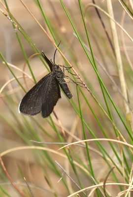 <i class='fa fa-user'></i>&nbsp;josephine&nbsp;|  Rouwspanner&nbsp; <i class='fa fa-eye'>&nbsp;74</i> &nbsp; <i class='fa fa-comment-o'>&nbsp;2</i>