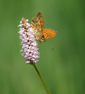 <i class='fa fa-user'></i>&nbsp;Jurgen Maassen&nbsp;|  Ringoogparelmoervlinder&nbsp; <i class='fa fa-eye'>&nbsp;98</i> &nbsp;<i class='fa fa-thumbs-up'>&nbsp;4</i> &nbsp; <i class='fa fa-comment-o'>&nbsp;5</i>