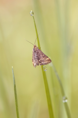 <i class='fa fa-user'></i>&nbsp;rixte&nbsp;|  Weegbreemot&nbsp; <i class='fa fa-eye'>&nbsp;60</i> &nbsp;<i class='fa fa-thumbs-up'>&nbsp;2</i> &nbsp; <i class='fa fa-comment-o'>&nbsp;3</i>