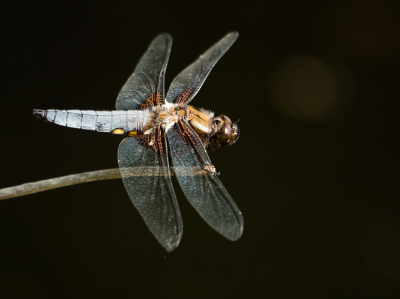 <i class='fa fa-user'></i>&nbsp;Truus Aletta Maan&nbsp;|  Platbuik&nbsp; <i class='fa fa-eye'>&nbsp;68</i> &nbsp;<i class='fa fa-thumbs-up'>&nbsp;1</i> &nbsp; <i class='fa fa-comment-o'>&nbsp;3</i>