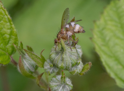 <i class='fa fa-user'></i> Tim Oord | Entomophthora muscae  <i class='fa fa-eye'> 73</i>  <i class='fa fa-thumbs-up'> 4</i>   <i class='fa fa-comment-o'> 4</i>