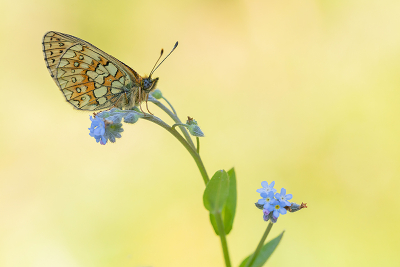 <i class='fa fa-user'></i>&nbsp;Tom&nbsp;|  Ringoogparelmoervlinder&nbsp; <i class='fa fa-eye'>&nbsp;79</i> &nbsp;<i class='fa fa-thumbs-up'>&nbsp;9</i> &nbsp; <i class='fa fa-comment-o'>&nbsp;2</i>