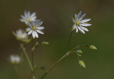 <i class='fa fa-user'></i>&nbsp;Tim Oord&nbsp;|  Grasmuur&nbsp; <i class='fa fa-eye'>&nbsp;55</i> &nbsp; <i class='fa fa-comment-o'>&nbsp;1</i>