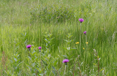 <i class='fa fa-user'></i>&nbsp;Tim Oord&nbsp;|  Spaanse Ruiter&nbsp; <i class='fa fa-eye'>&nbsp;78</i> &nbsp; <i class='fa fa-comment-o'>&nbsp;4</i>