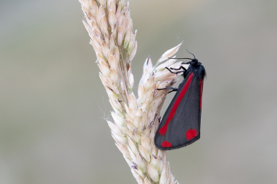 <i class='fa fa-user'></i>&nbsp;Johan van Gurp&nbsp;|  Sint-jacobsvlinder&nbsp; <i class='fa fa-eye'>&nbsp;68</i> &nbsp;<i class='fa fa-thumbs-up'>&nbsp;2</i> &nbsp; <i class='fa fa-comment-o'>&nbsp;3</i>