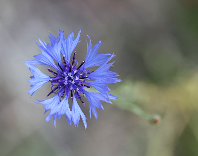 <i class='fa fa-user'></i>&nbsp;Paul Vandebroek&nbsp;|  Korenbloem&nbsp; <i class='fa fa-eye'>&nbsp;56</i> &nbsp;<i class='fa fa-thumbs-up'>&nbsp;1</i> &nbsp; <i class='fa fa-comment-o'>&nbsp;4</i>