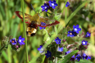 <i class='fa fa-user'></i>&nbsp;A. Soeting&nbsp;|  Glasvleugelpijlstaart&nbsp; <i class='fa fa-eye'>&nbsp;120</i> &nbsp;<i class='fa fa-thumbs-up'>&nbsp;6</i> &nbsp; <i class='fa fa-comment-o'>&nbsp;5</i>