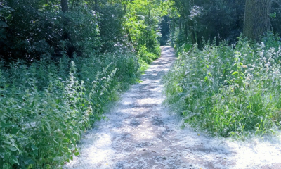 <i class='fa fa-user'></i>&nbsp;B.M.Schouten-Ruis&nbsp;|  Sneeuwdek in het Schollebos&nbsp; <i class='fa fa-eye'>&nbsp;98</i> &nbsp; <i class='fa fa-comment-o'>&nbsp;1</i>