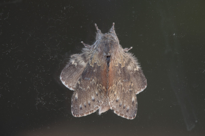 <i class='fa fa-user'></i>&nbsp;Adri Gr Nuelend&nbsp;|  Eekhoorn&nbsp; <i class='fa fa-eye'>&nbsp;98</i> &nbsp;<i class='fa fa-thumbs-up'>&nbsp;6</i> &nbsp; <i class='fa fa-comment-o'>&nbsp;7</i>