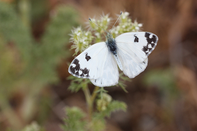 <i class='fa fa-user'></i>&nbsp;Paul Vandebroek&nbsp;|  Resedawitje&nbsp; <i class='fa fa-eye'>&nbsp;73</i> &nbsp;<i class='fa fa-thumbs-up'>&nbsp;3</i> &nbsp; <i class='fa fa-comment-o'>&nbsp;7</i>