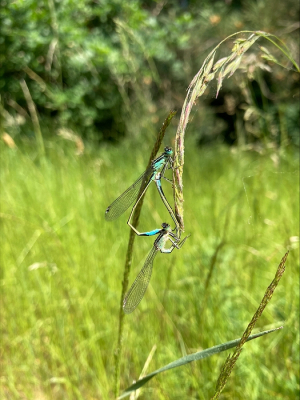 <i class='fa fa-user'></i>&nbsp;wva&nbsp;|  Lantaarntje&nbsp; <i class='fa fa-eye'>&nbsp;49</i> &nbsp; <i class='fa fa-comment-o'>&nbsp;0</i>