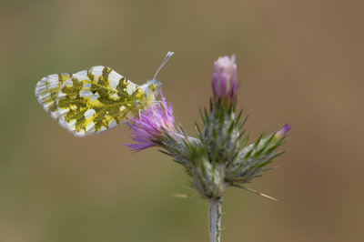 <i class='fa fa-user'></i>&nbsp;Willem Verhagen&nbsp;|  Oostelijk Marmerwitje&nbsp; <i class='fa fa-eye'>&nbsp;75</i> &nbsp;<i class='fa fa-thumbs-up'>&nbsp;7</i> &nbsp; <i class='fa fa-comment-o'>&nbsp;3</i>