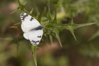 <i class='fa fa-user'></i>&nbsp;Willem Verhagen&nbsp;|  Oostelijk Marmerwitje&nbsp; <i class='fa fa-eye'>&nbsp;63</i> &nbsp; <i class='fa fa-comment-o'>&nbsp;2</i>