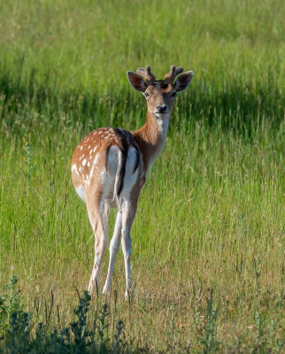 <i class='fa fa-user'></i>&nbsp;pietwil&nbsp;|  Damhert&nbsp; <i class='fa fa-eye'>&nbsp;60</i> &nbsp; <i class='fa fa-comment-o'>&nbsp;1</i>