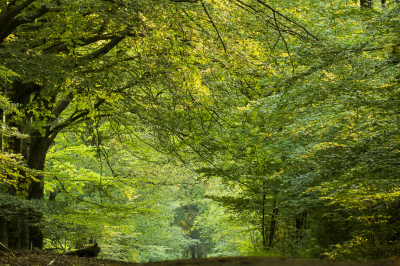 <i class='fa fa-user'></i>&nbsp;ErnovanDoorn&nbsp;|  Beukenlaan&nbsp; <i class='fa fa-eye'>&nbsp;72</i> &nbsp; <i class='fa fa-comment-o'>&nbsp;3</i>