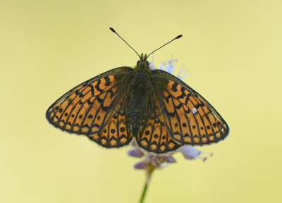 <i class='fa fa-user'></i>&nbsp;koekieman&nbsp;|  Ringoogparelmoervlinder&nbsp; <i class='fa fa-eye'>&nbsp;68</i> &nbsp; <i class='fa fa-comment-o'>&nbsp;2</i>